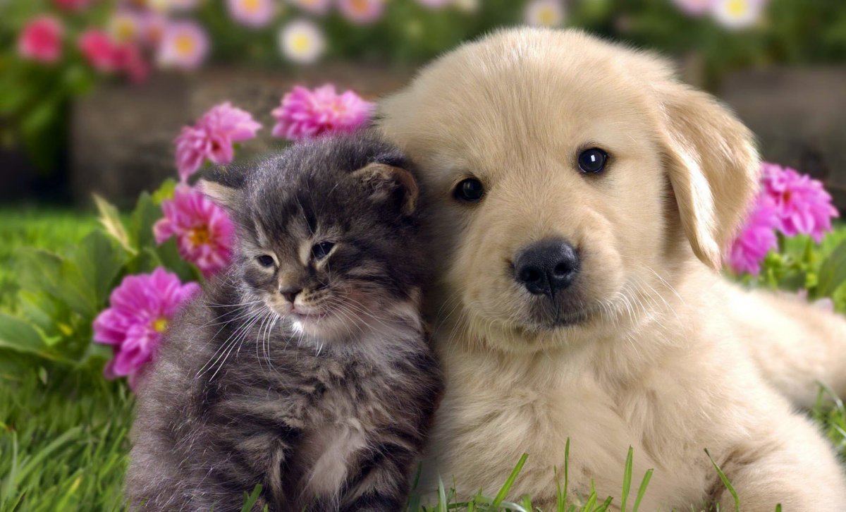 Милые собачки и кошки