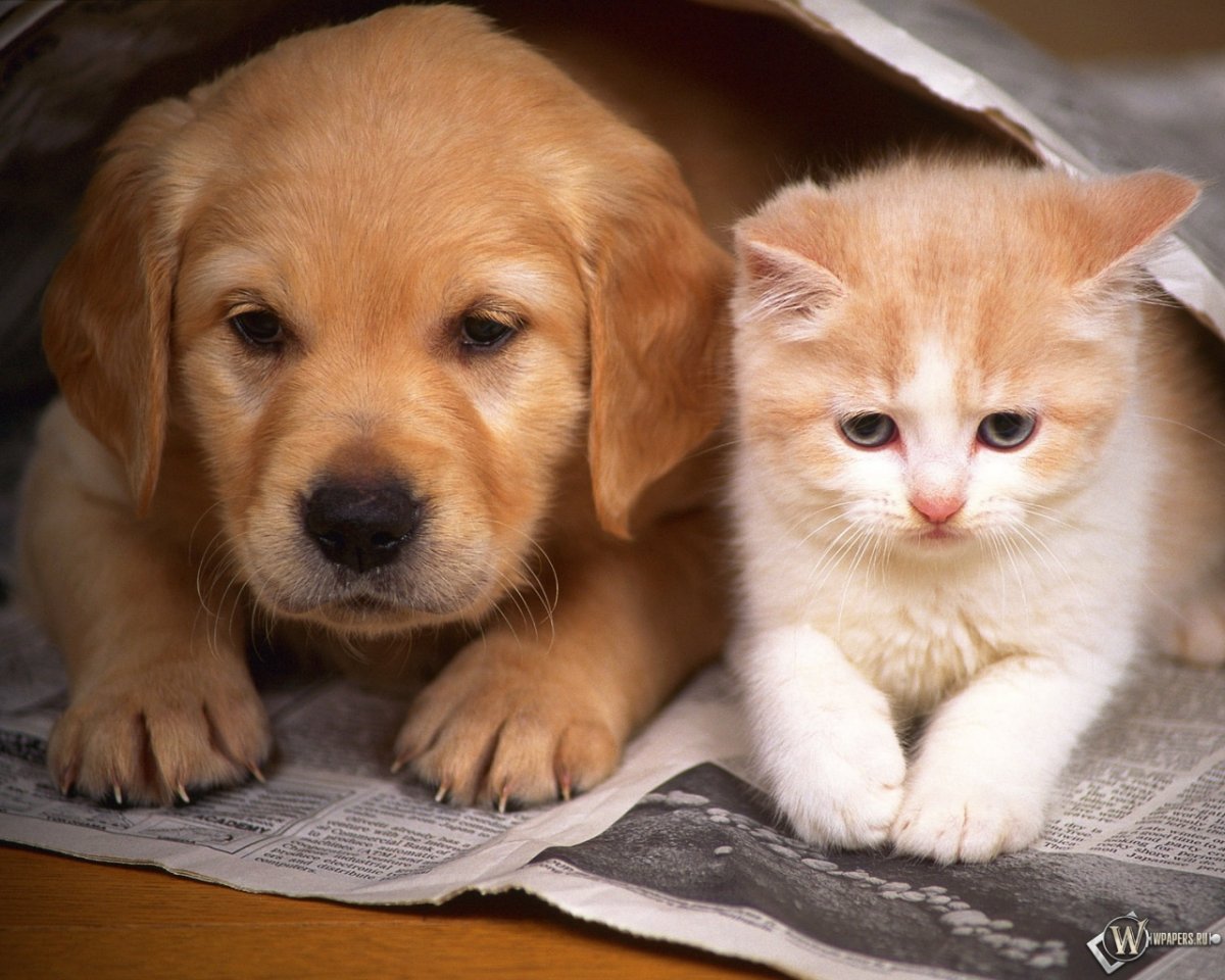 Щенок и котенок