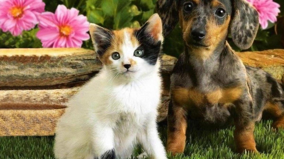 Милые котята и щенки