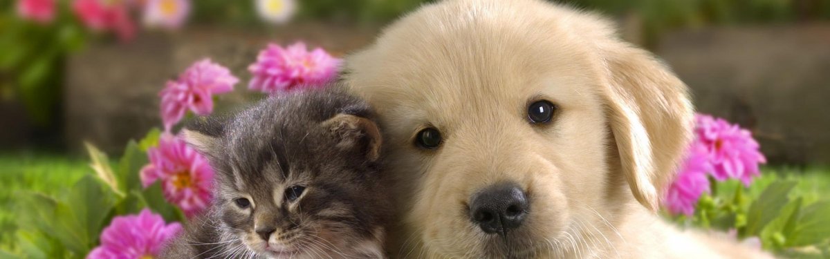 Кошки и собаки