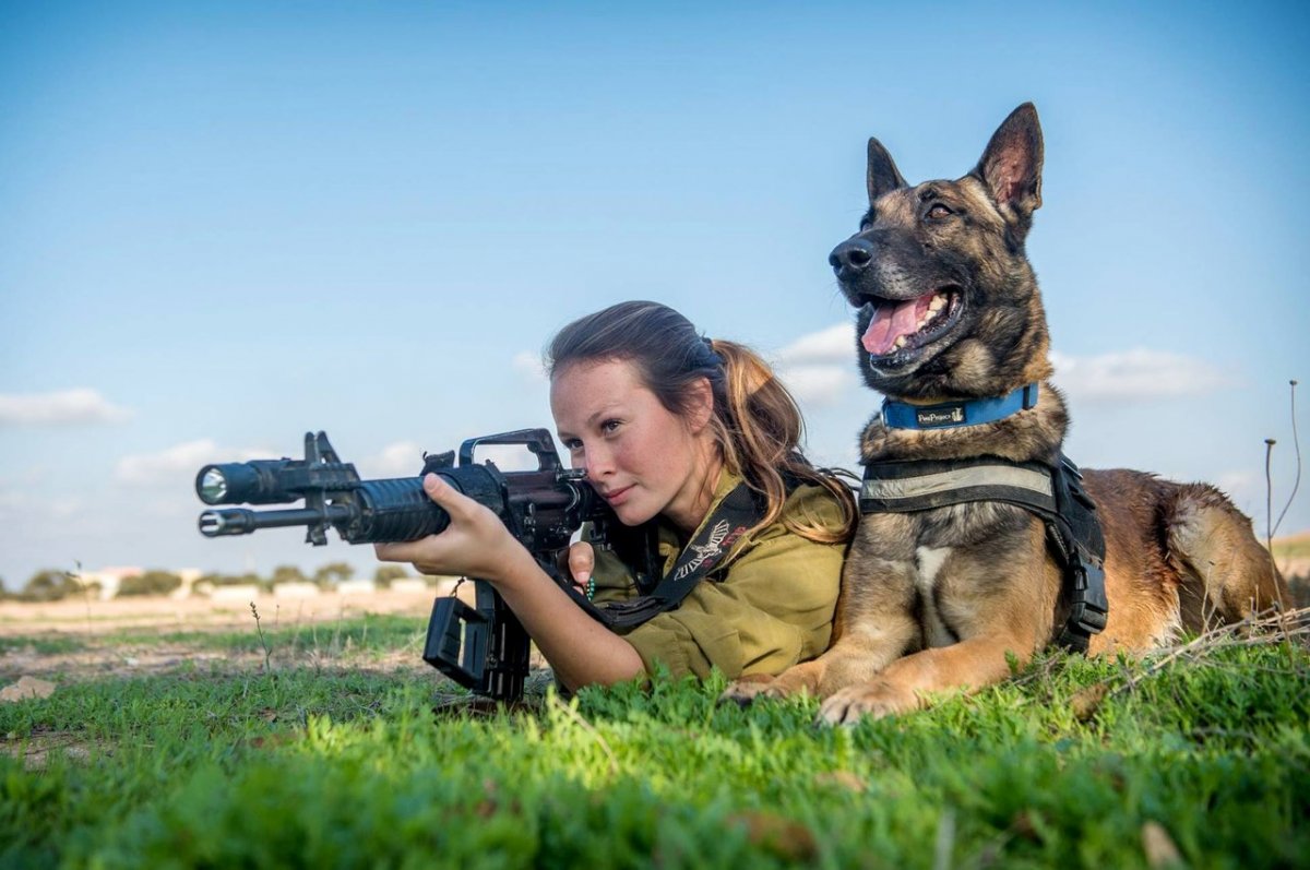 Военные собаки