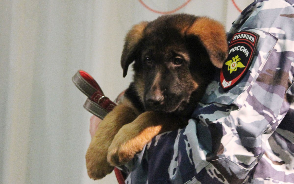 Немецкая овчарка Добрыня во Франции