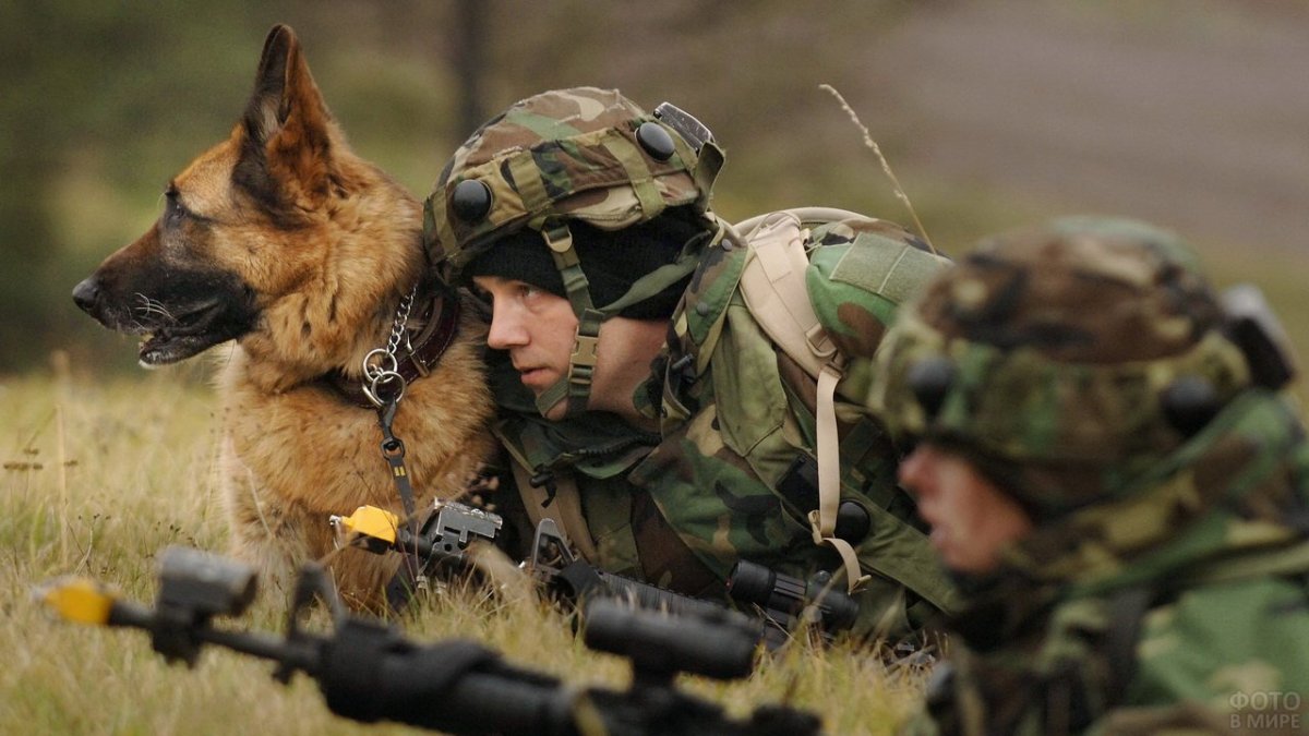 Военные собаки на службе