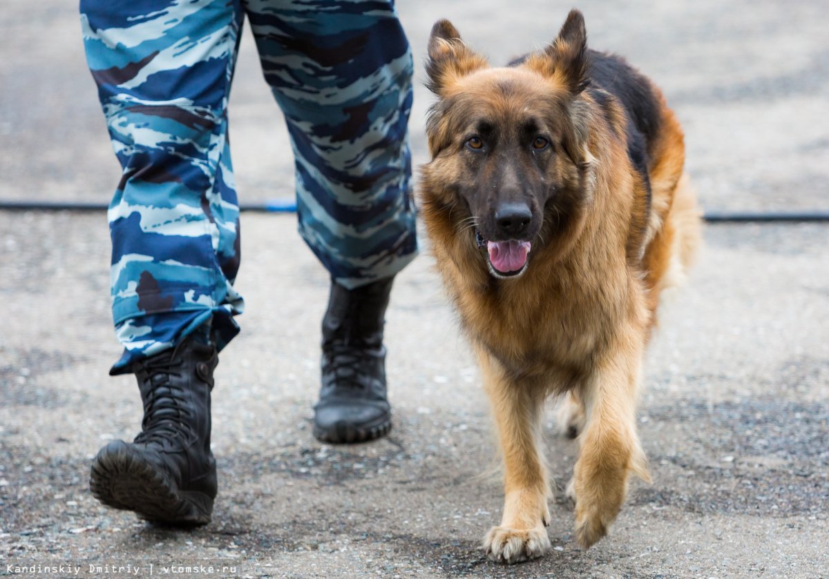Собаки кинологической службы