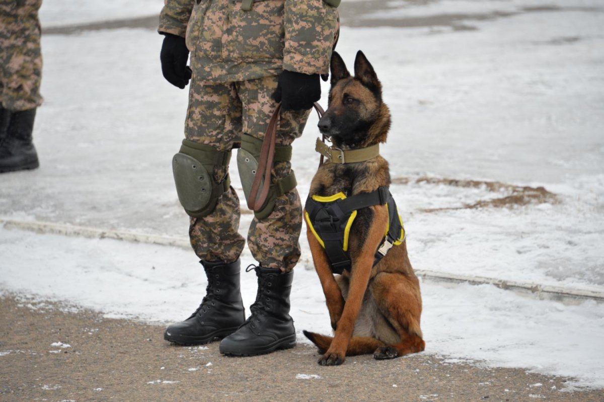 Караульные собаки