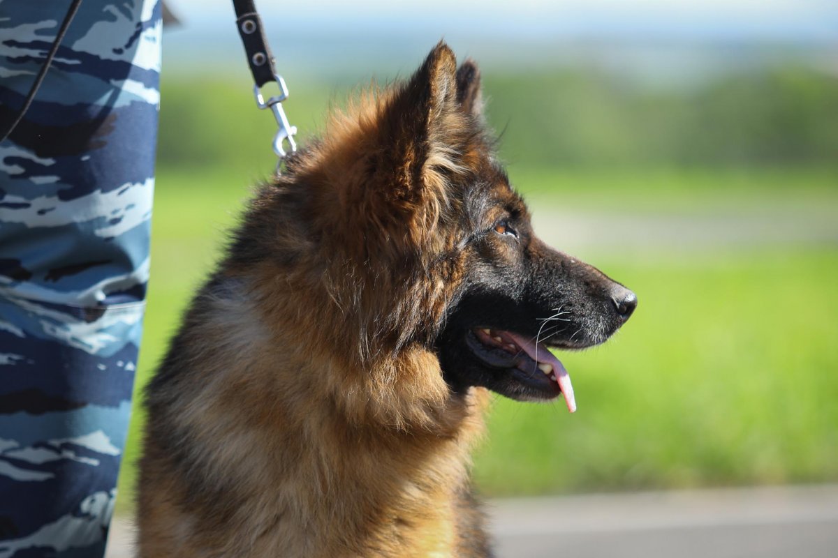 Фон на день кинолога