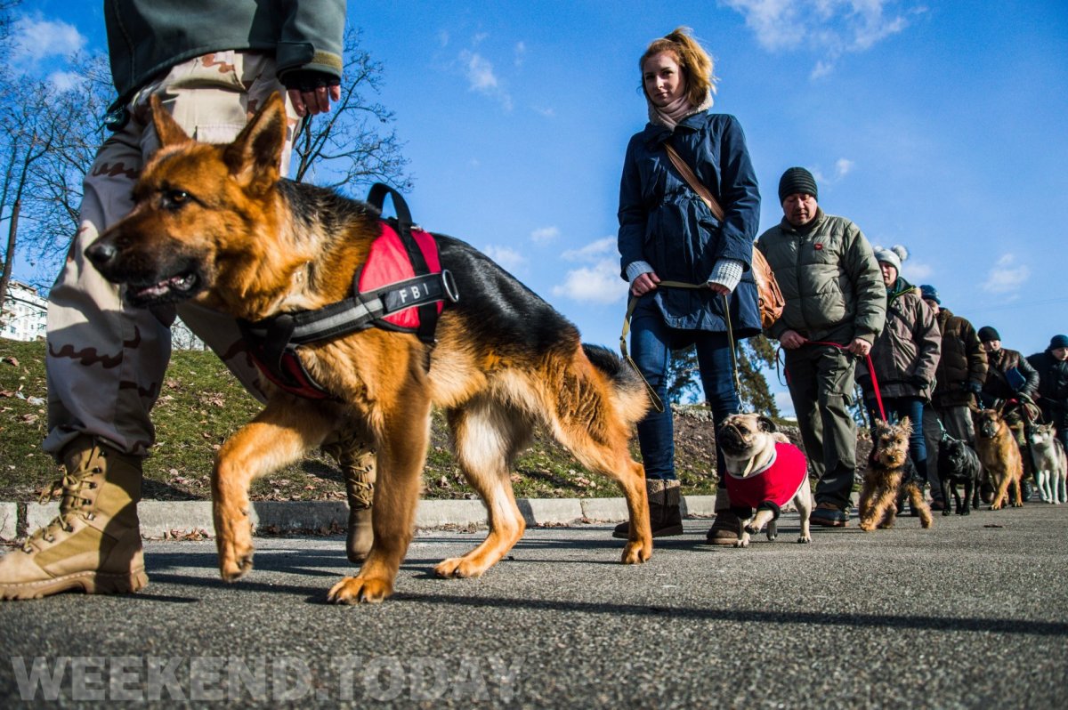 ОКД для собак