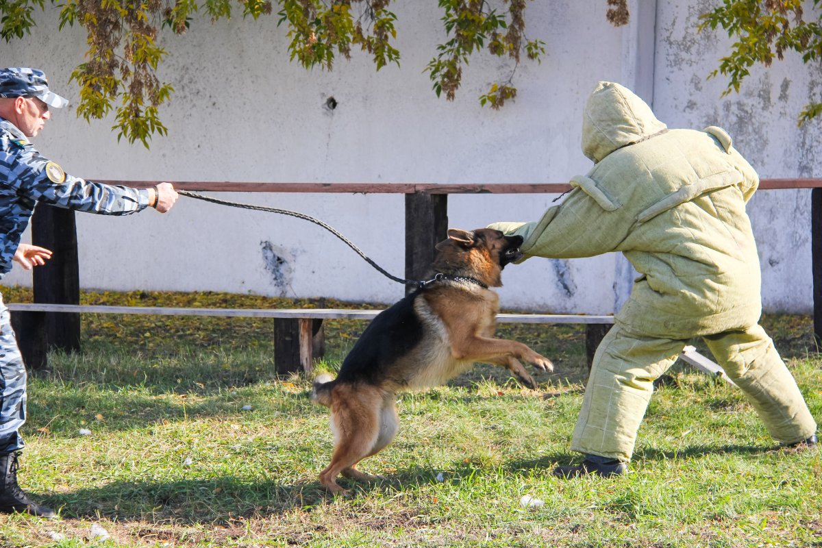 Работа кинолога