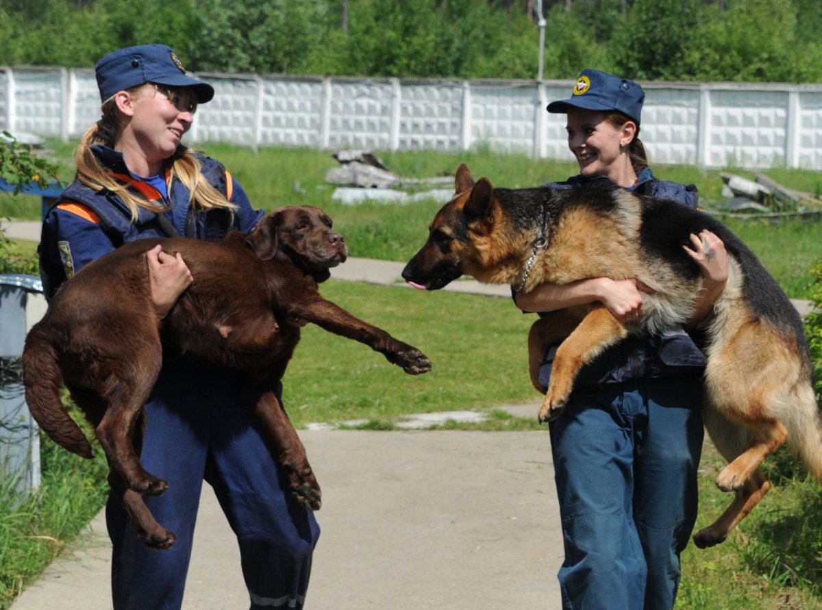 Кинологическая служба МЧС России