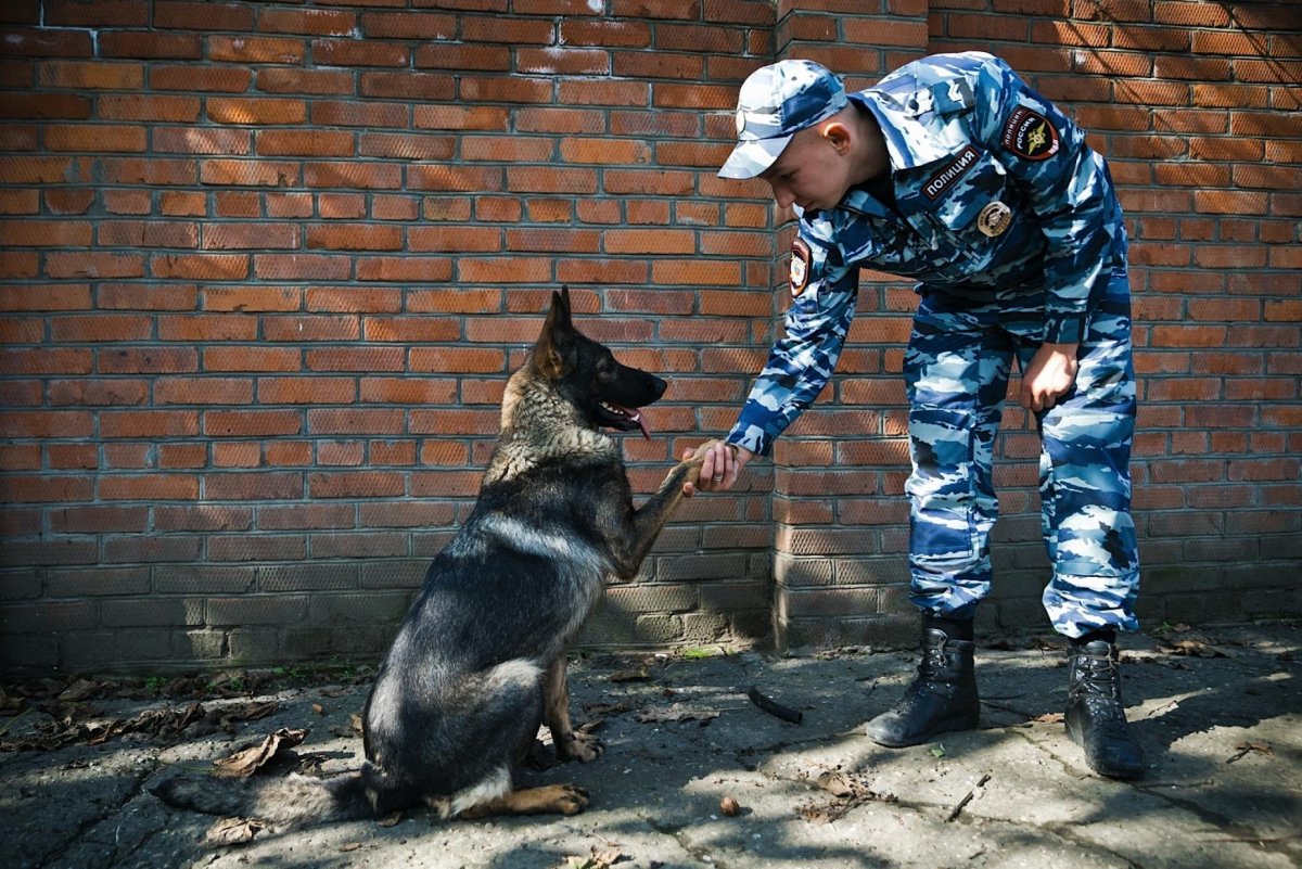 Кинолог в полиции