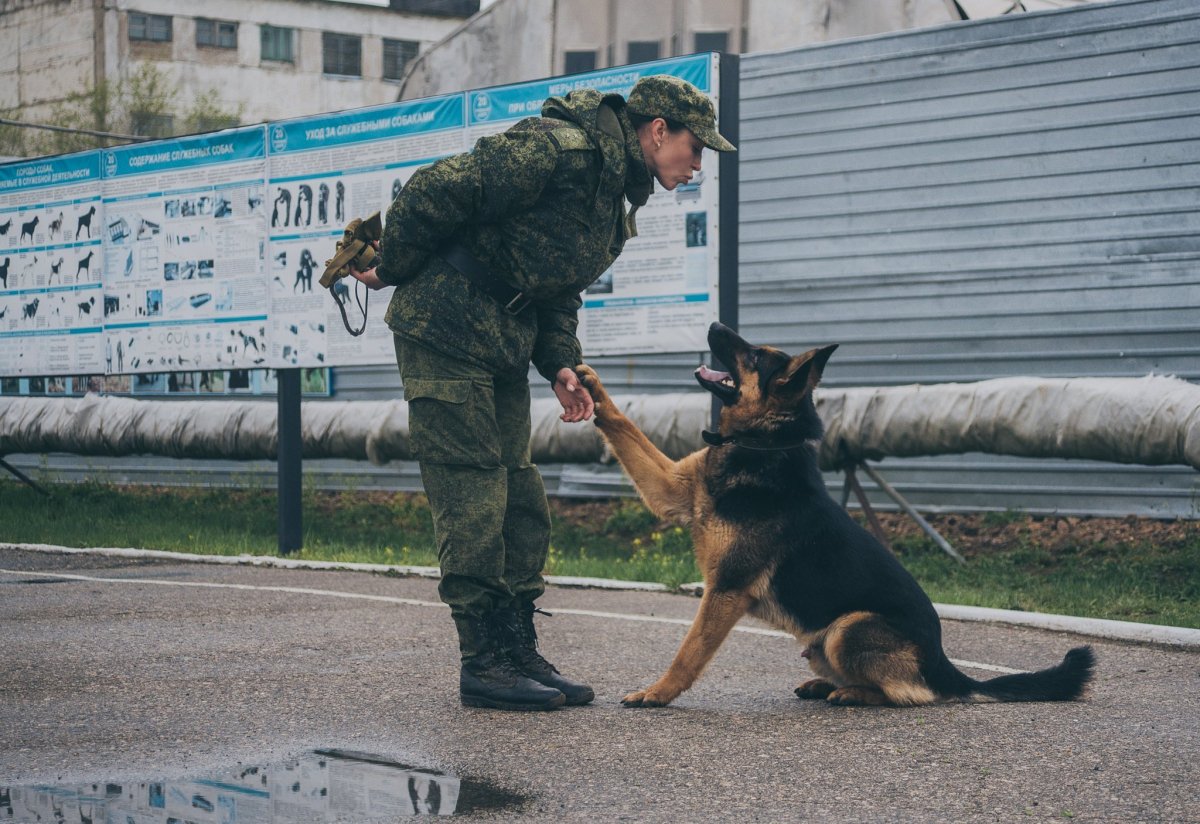 Рокки и Барко собаки