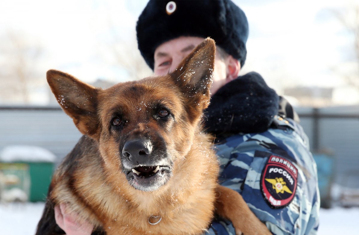 Полицейский с собакой