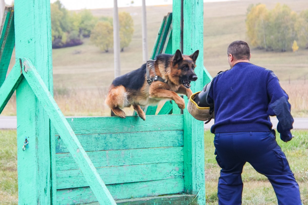 Занятия по кинологии