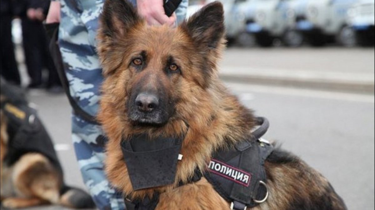Служебные собаки полиции РФ