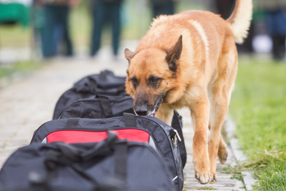 Вожатый служебных собак