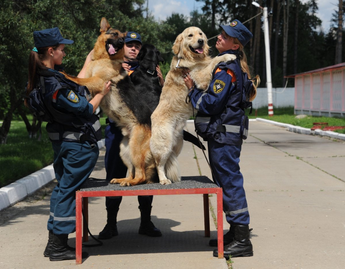 Кинологическая служба МЧС России
