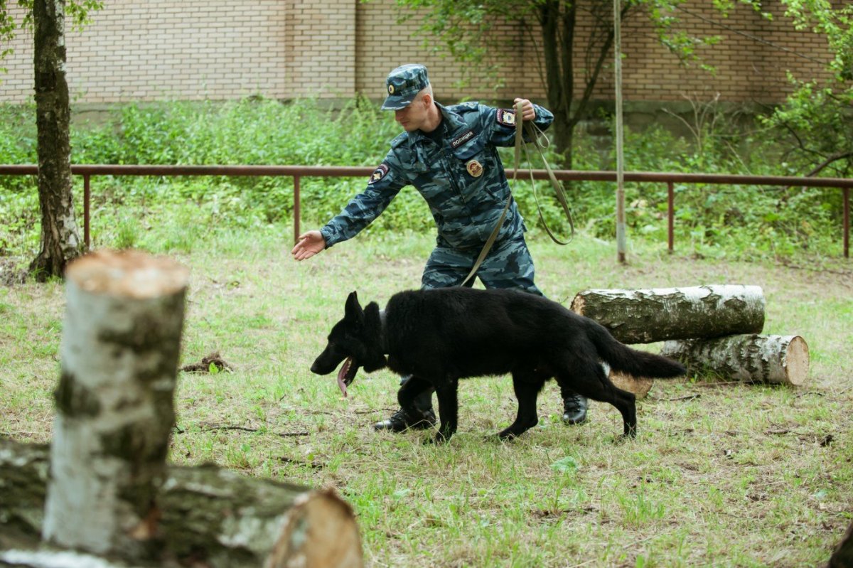 Кинолог Моисеев Орехово-Зуево