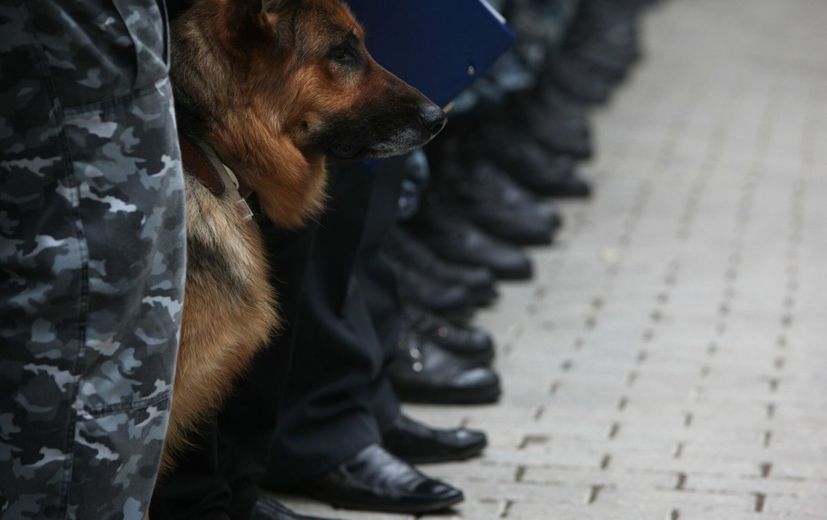 Служебная собака ОМОН