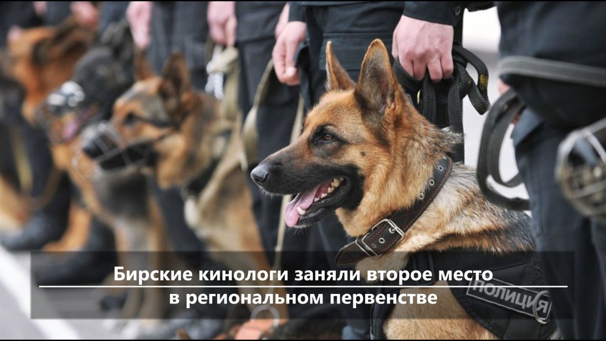 Служебные животные полиции