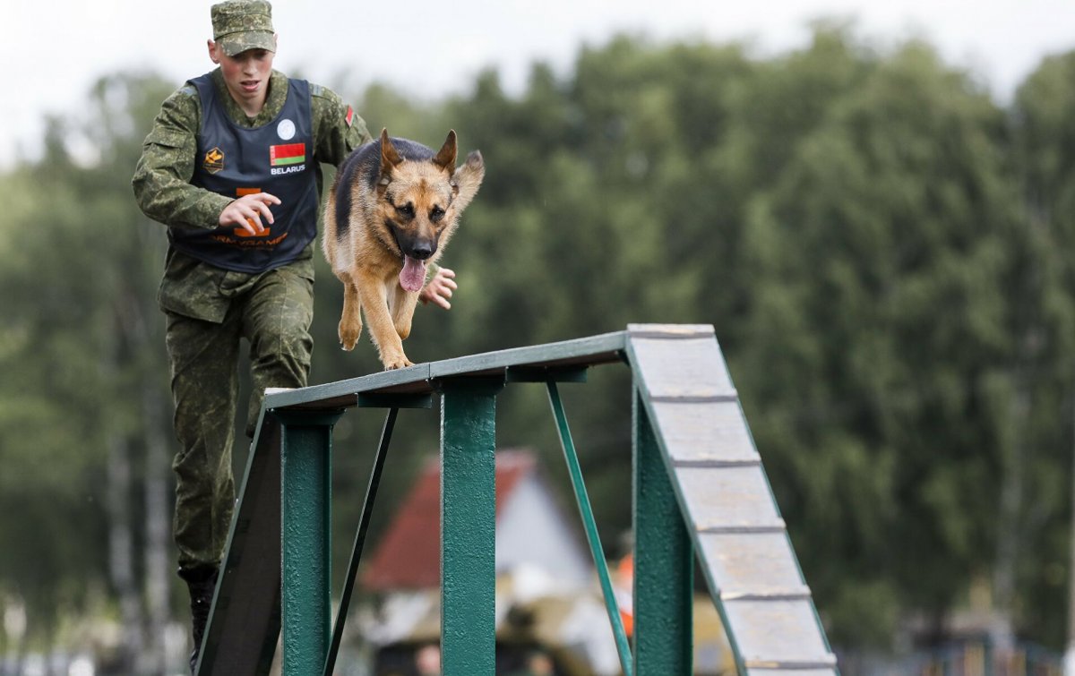 Основы профессии собаководства