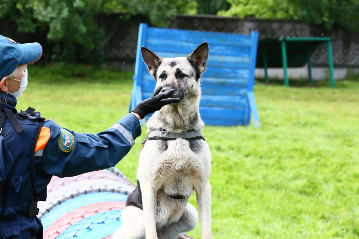 База кинологов МЧС Лидер