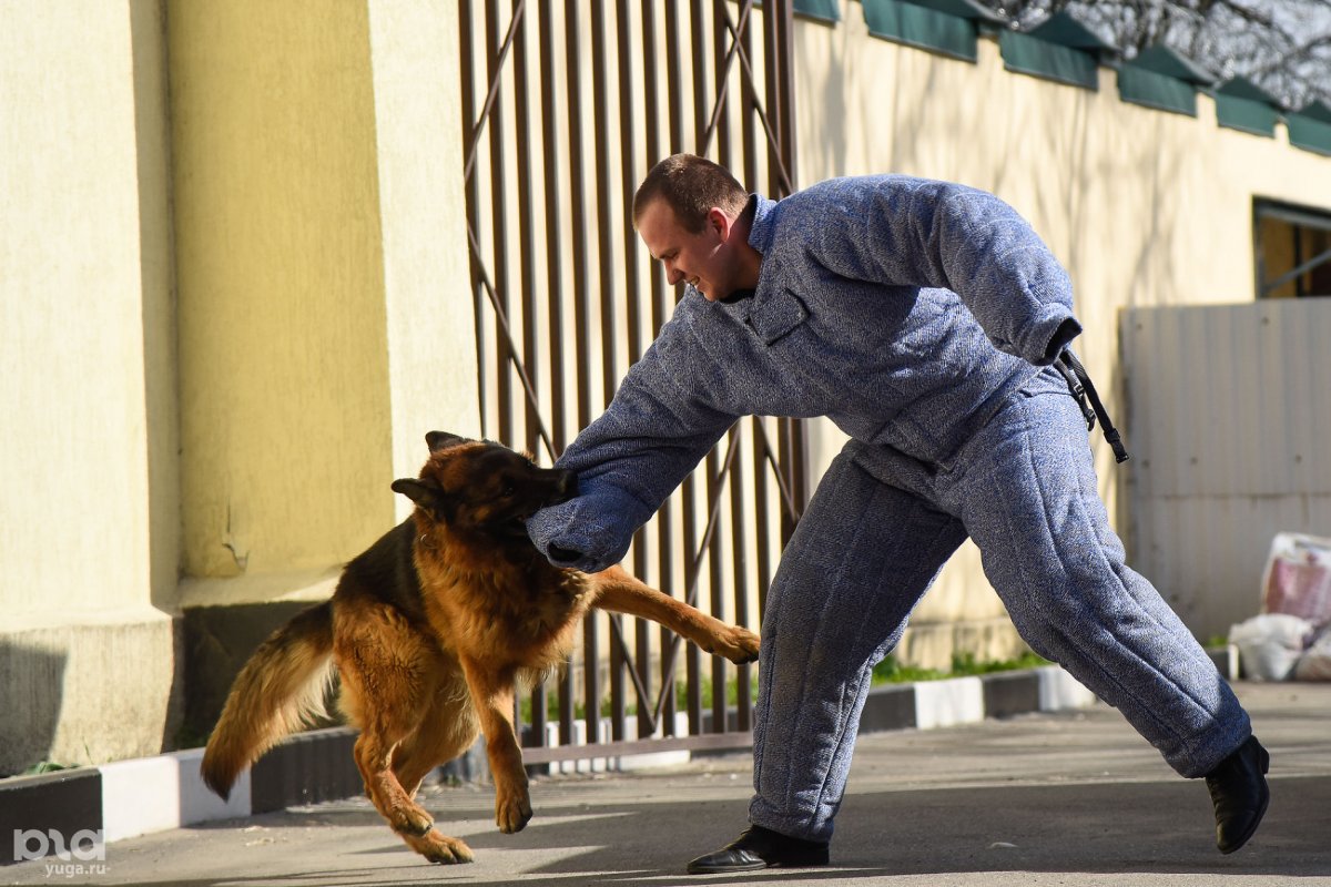 Кинолог дрессировщик