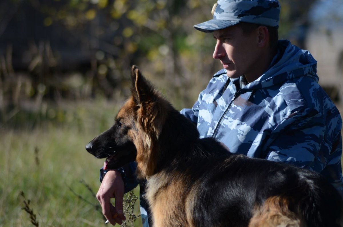 Кинология собаки