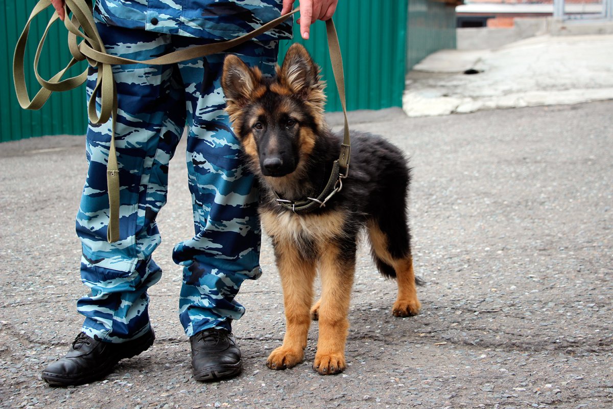 Собаки кинологической службы