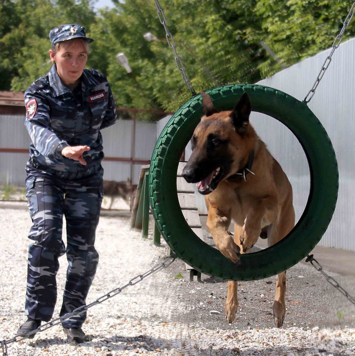 Тренировка служебных собак
