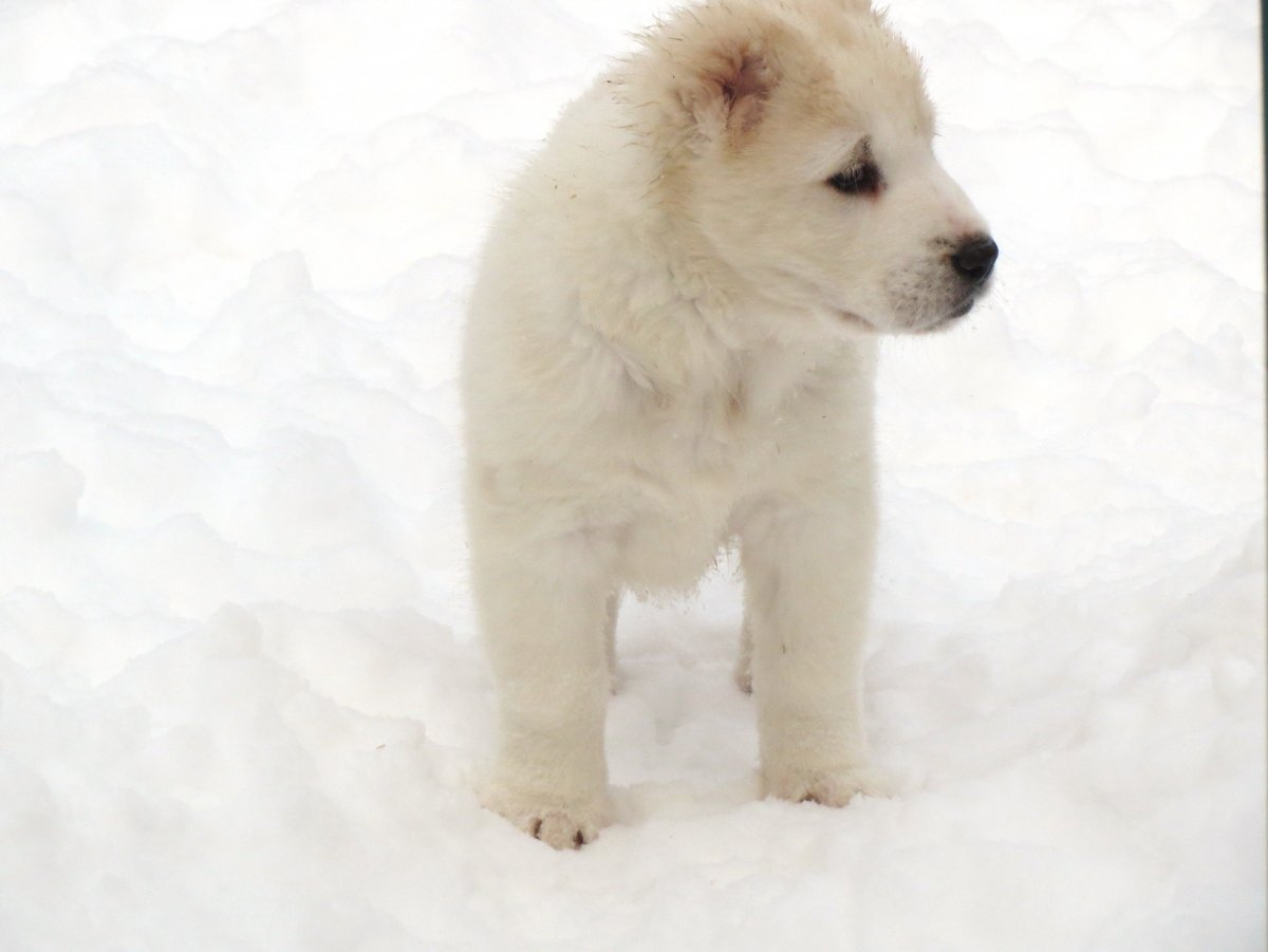 Алабай с ушами и хвостом пушистый