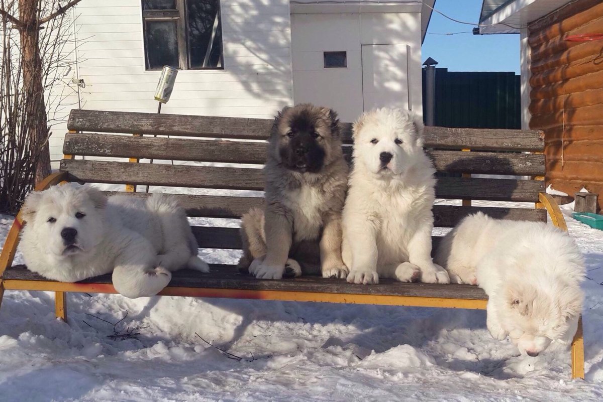Алабай бело серый