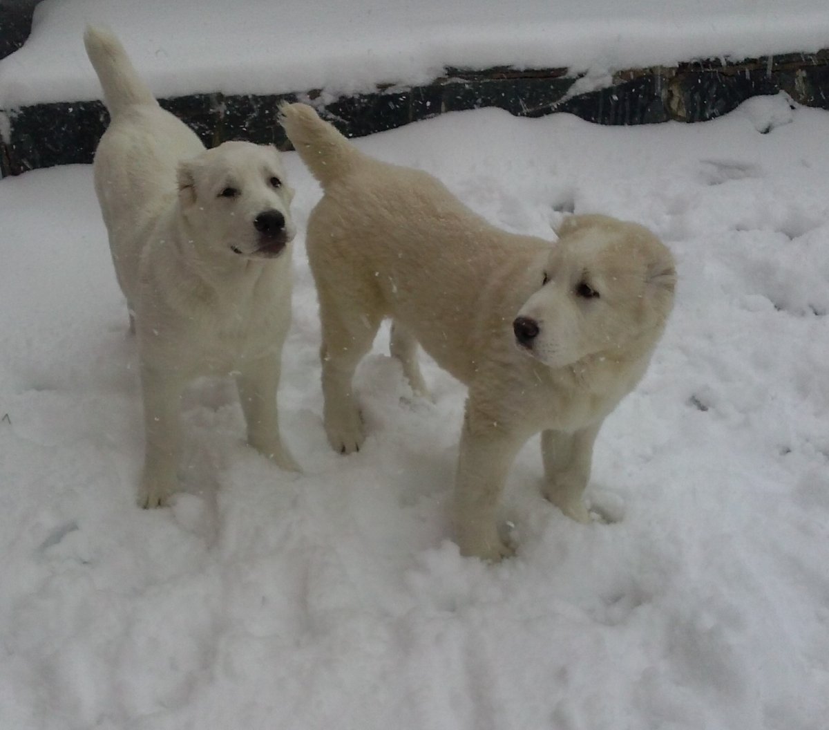 Северо Кавказская овчарка