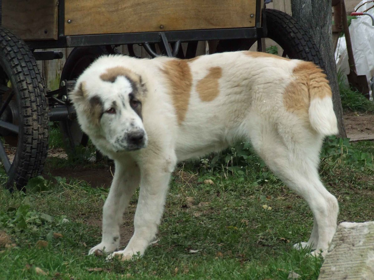 Алабай Среднеазиатская Кавказская