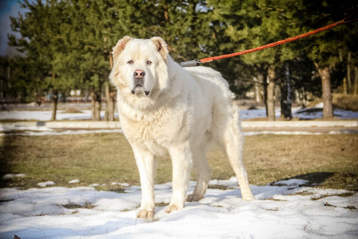 Щенок САО 1 месяц