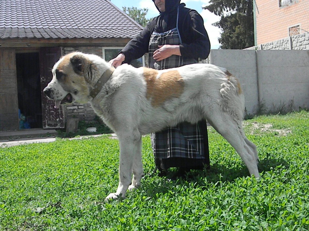 Алабай серый овчарка