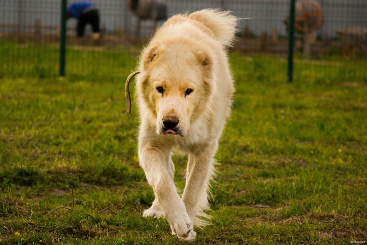 Длинношерстный туркменский алабай