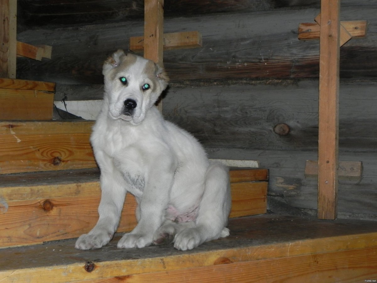 Алабай лапа