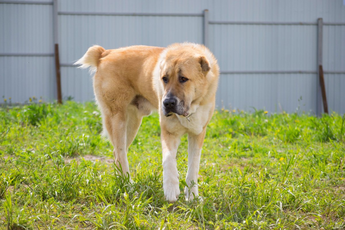Алабай из питомника