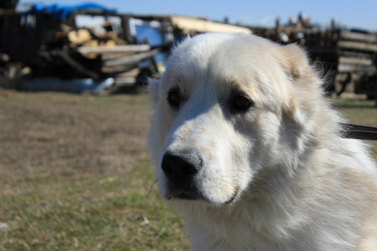 Алабай цена