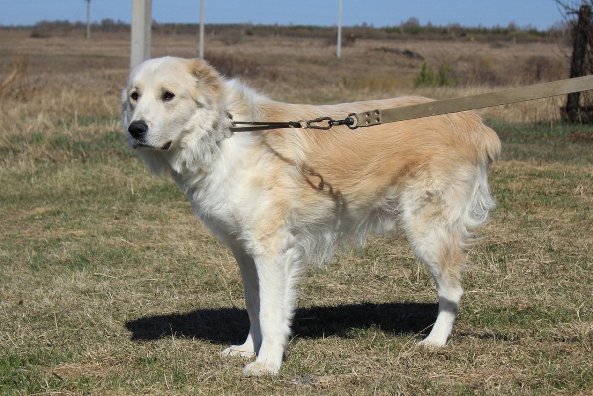 Азиатская овчарка алабай