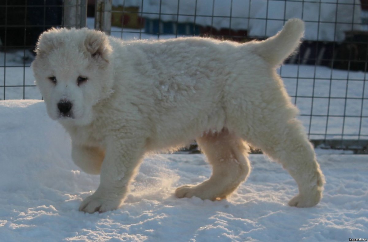 Волкодав алабай и Кавказская овчарка