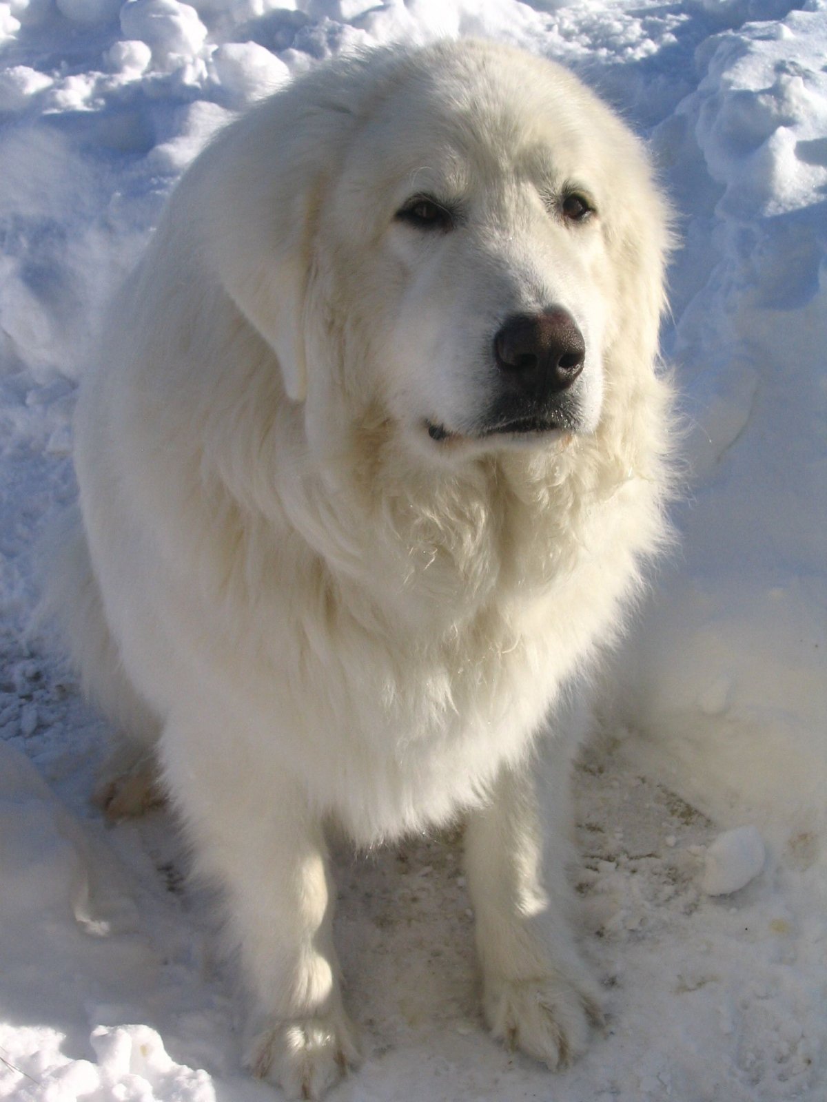 Алабай лапа