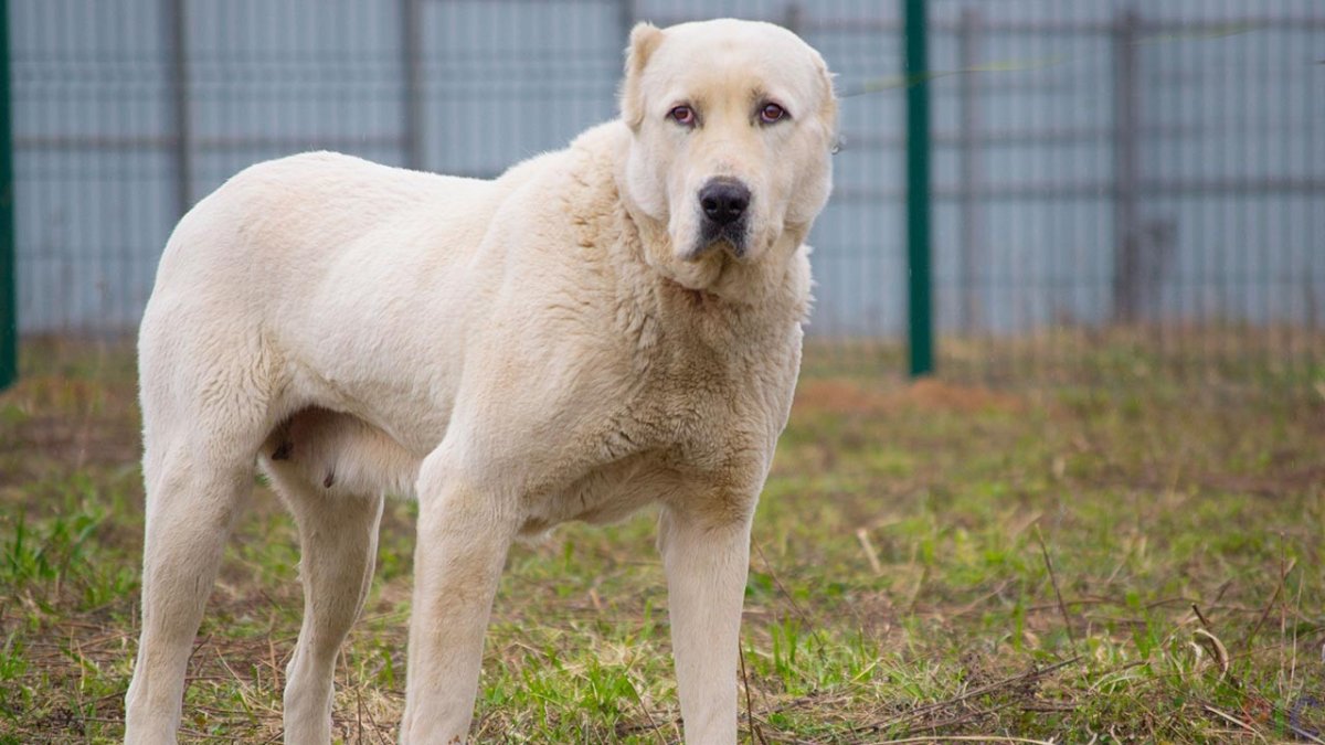 Туркменский алабай