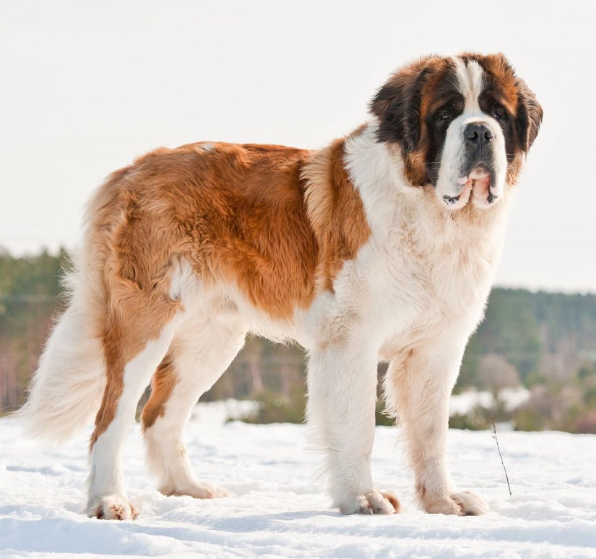 Среднеазиатская овчарка алабай