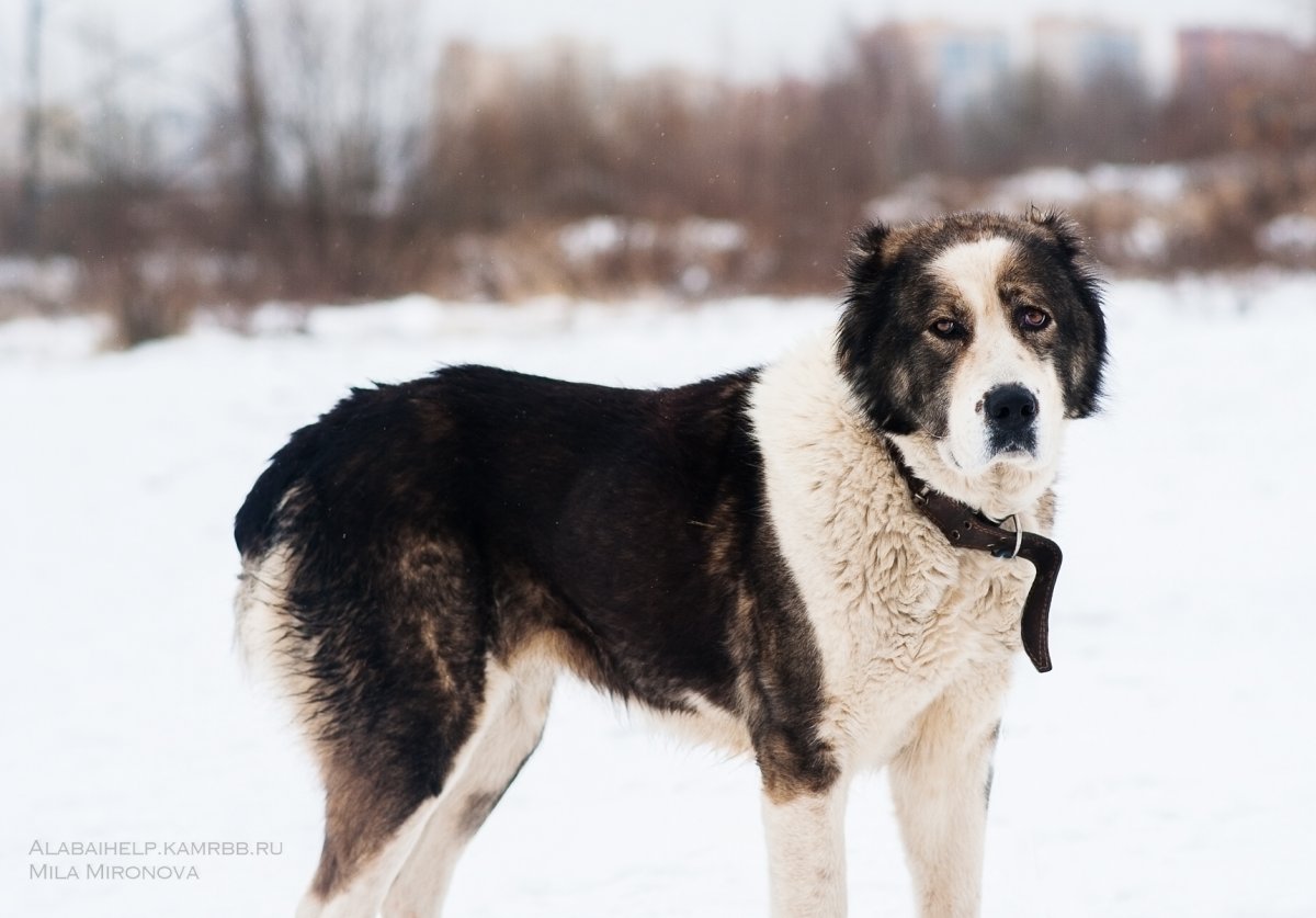 Туркменский тигровый алабай