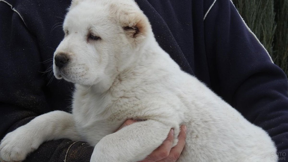 Песочный алабай