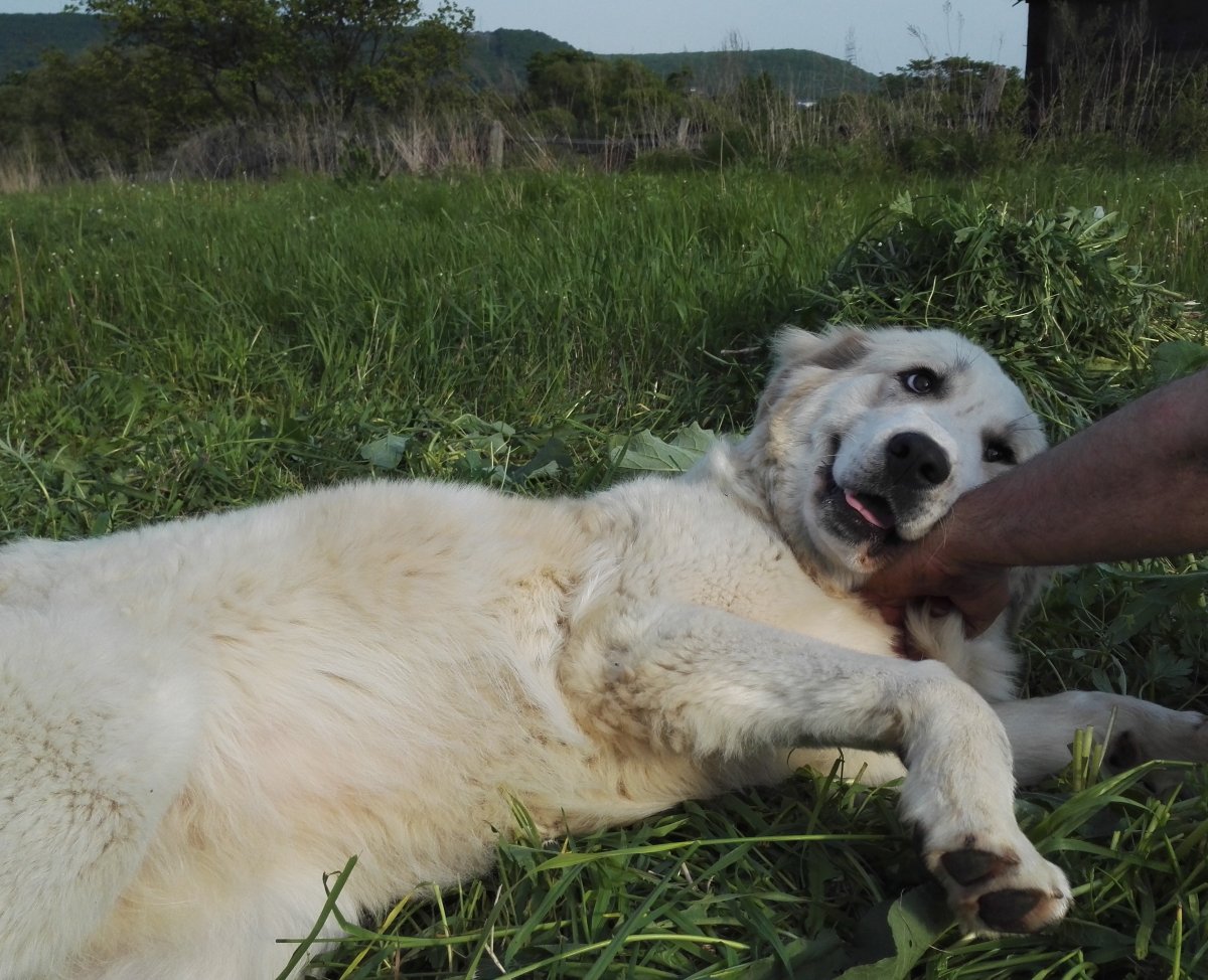 Акбаш длинношерстный