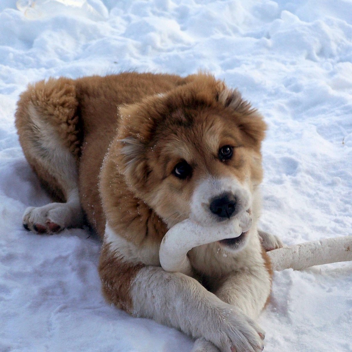 Алабай и немецкая овчарка