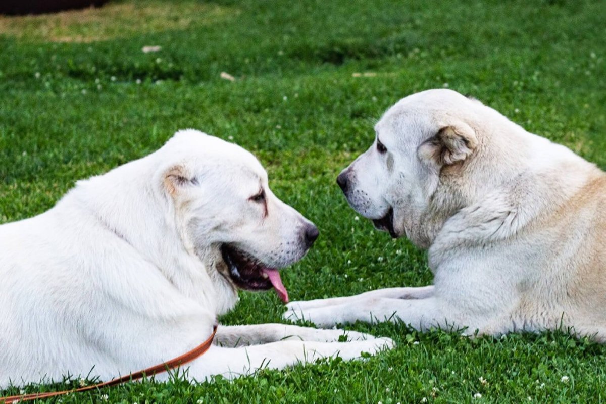 Среднеазиатская овчарка алабай