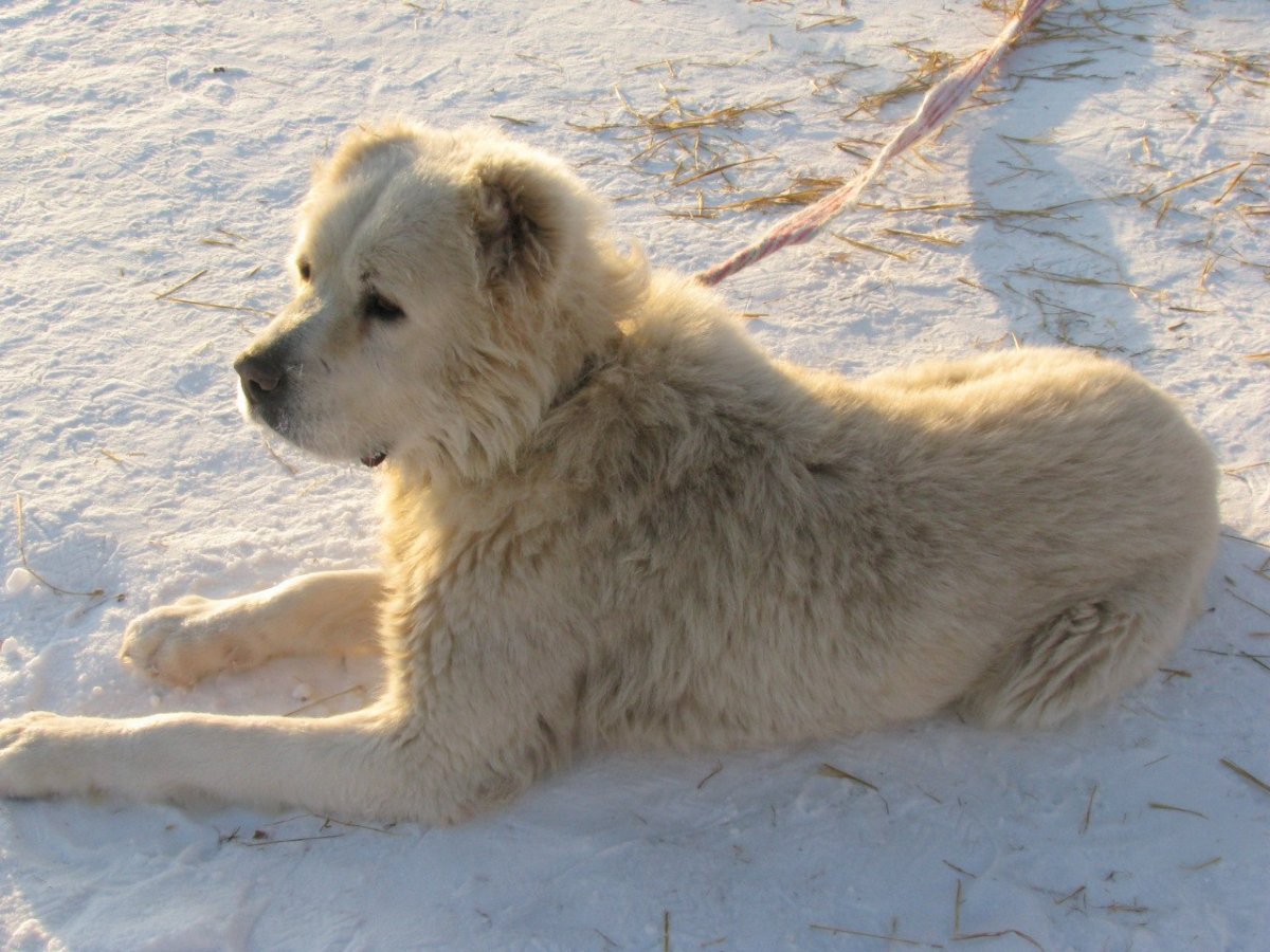 Питомник алабаев в Беларуси